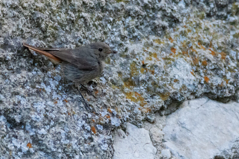 Rougequeue noir femelle avec un insecte
